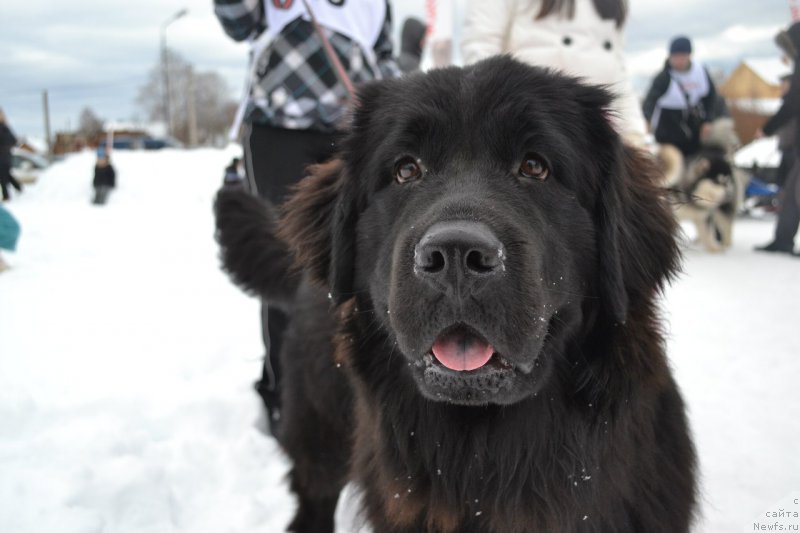 Фото: ньюфаундленд Питерньюф Идеас Фор Лифе (Piternyuf Ideas For Life)