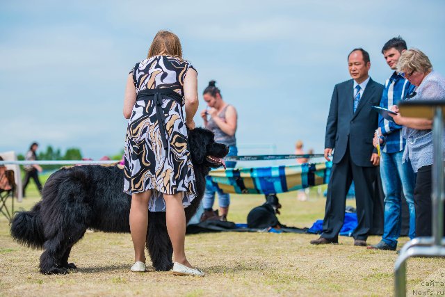 Фото: ньюфаундленд Талисман Моря Магия Волн