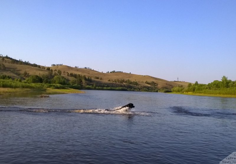 Фото: ньюфаундленд Талисман Моря Маркиза Ангелов