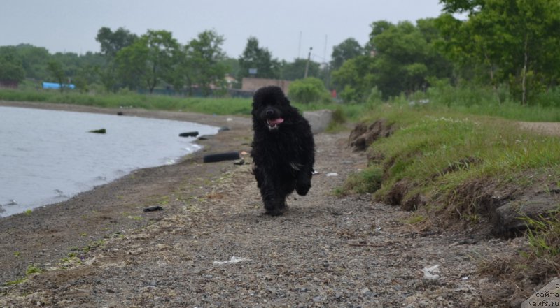 Фото: ньюфаундленд Талисман Моря Мишель