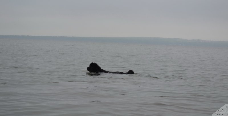 Фото: ньюфаундленд Талисман Моря Мишель