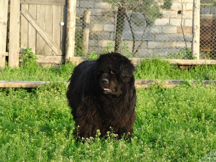 Фото: ньюфаундленд Севертан Рожденная Легендой