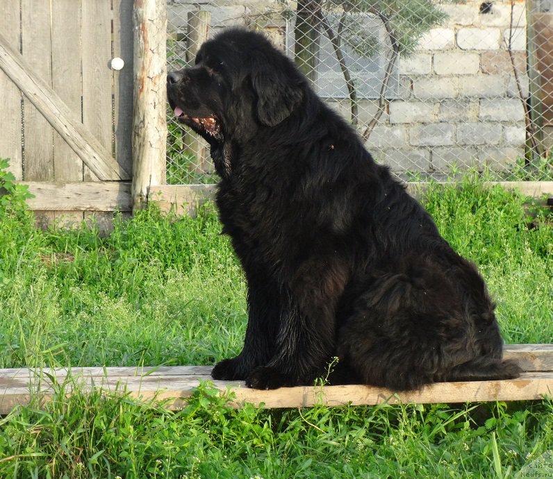 Фото: ньюфаундленд Ньюфорт Натали (Njufort Natali)