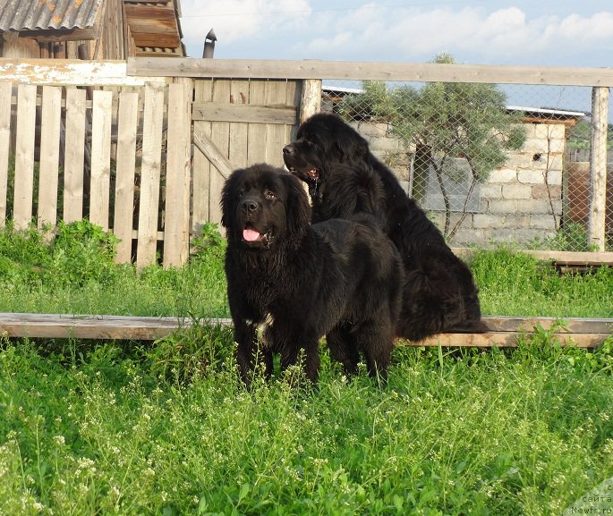 Фото: ньюфаундленд Ньюфорт Натали (Njufort Natali), СБ Нельсон