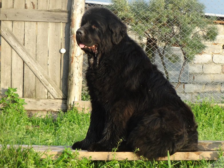 Фото: ньюфаундленд Ньюфорт Натали (Njufort Natali)