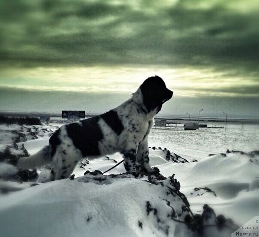 Фотография № 185304