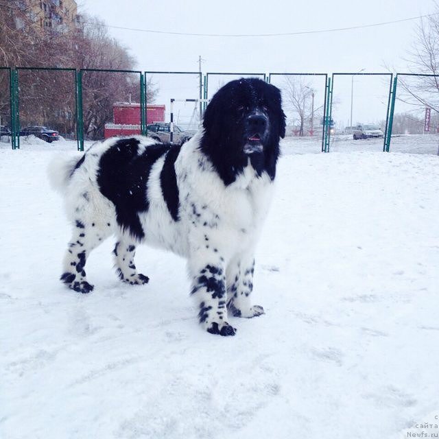 Фотография № 185305