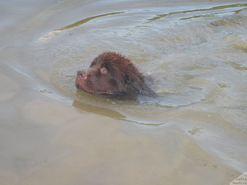 Фото: ньюфаундленд Ваше Благородие с Берега Дона (Vashe Blagorodie s Berega Dona)