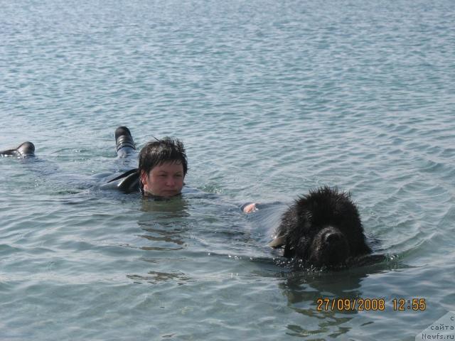 Фото: ньюфаундленд Князь Додон с Берега Дона (Knyaz Dodon s Berega Dona)