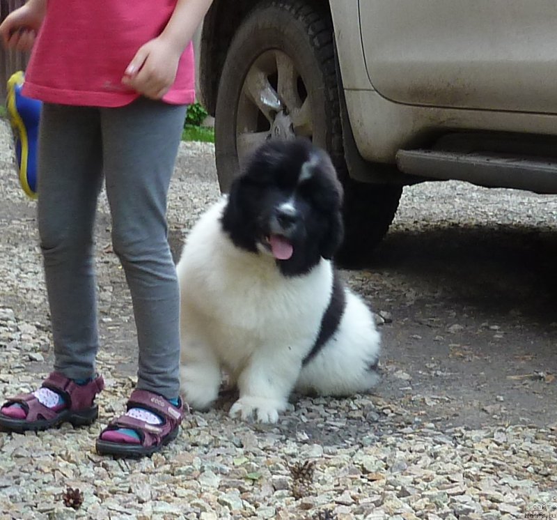 Фото: ньюфаундленд Kiss Princess Dreamblack