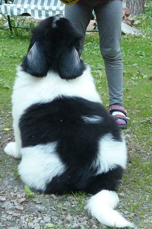 Фото: ньюфаундленд Kiss Princess Dreamblack