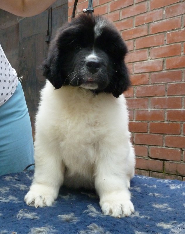 Фото: ньюфаундленд Kiss Princess Dreamblack