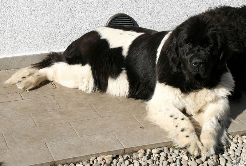 Фото: ньюфаундленд Diplomatics Child for Dreamblack