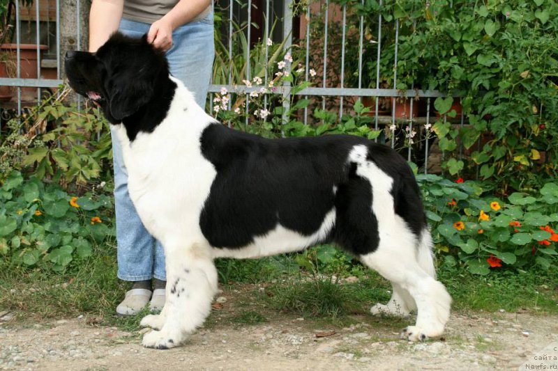 Фото: ньюфаундленд Diplomatics Child for Dreamblack
