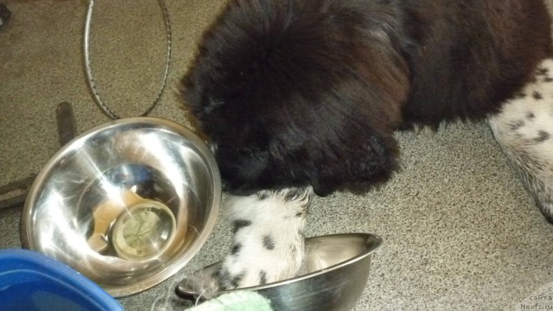 Фото: Акватория Келвин Домино