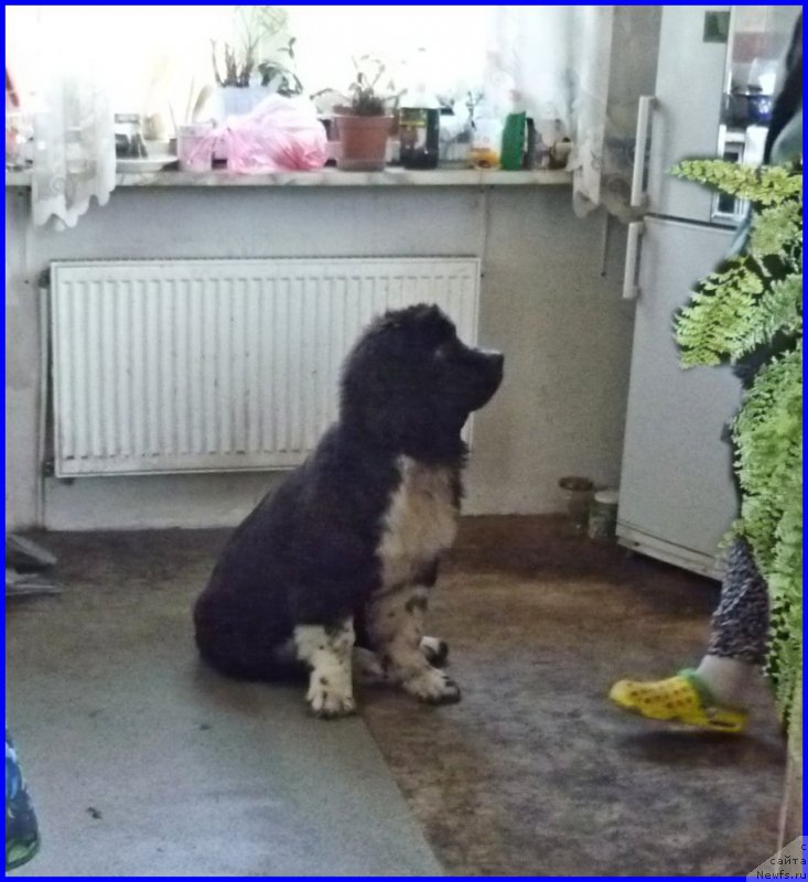 Фото: Акватория Келвин Домино