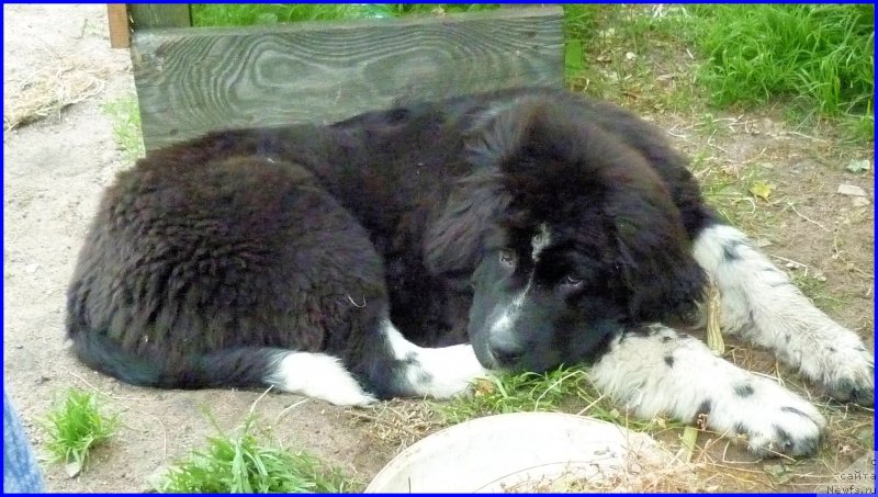 Фото: Акватория Келвин Домино 24 июня