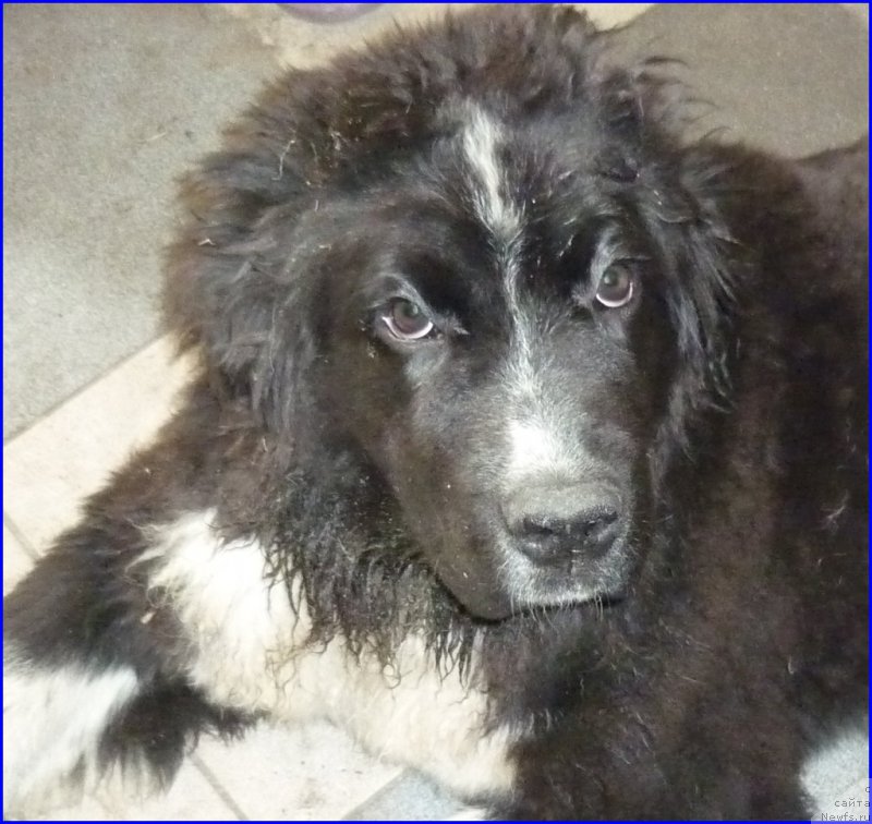 Фото: Акватория Келвин Домино