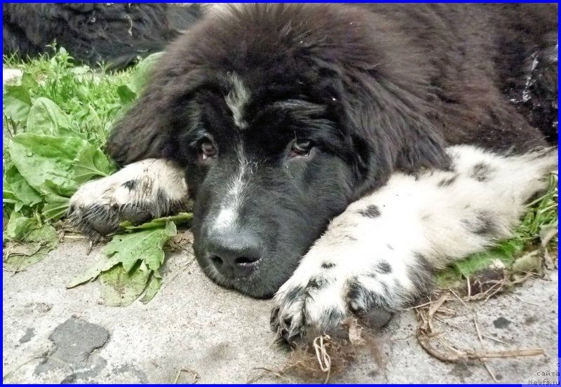 Фото: Акватория Келвин Домино