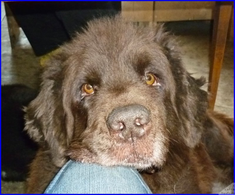 Фото: ньюфаундленд Смигар Ришель Леди Фортуна (Smigar Rishel Lady Fortuna)