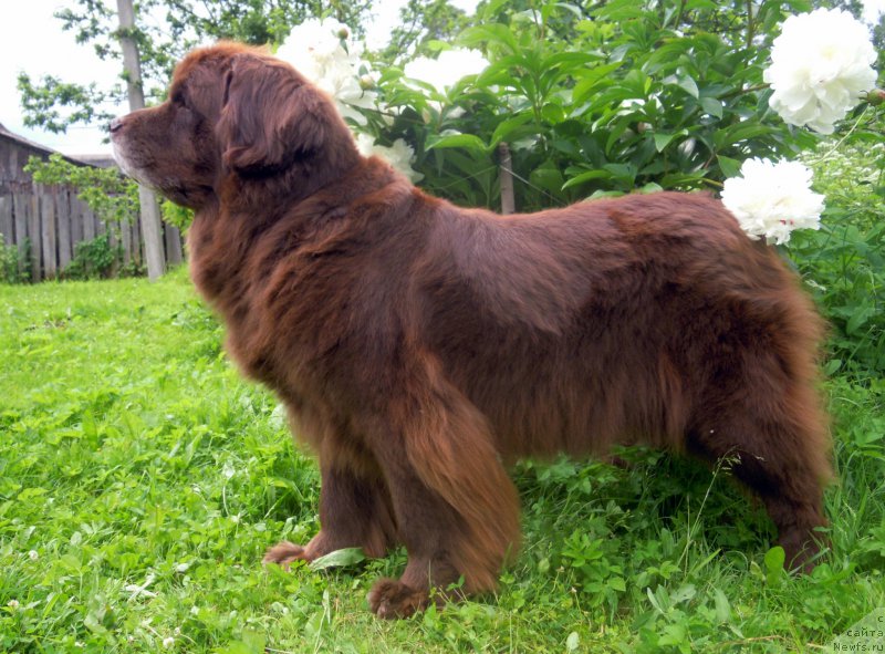 Фото: ньюфаундленд Фанньюф Акудзява Назаровна