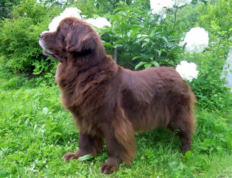 Фотография № 185364