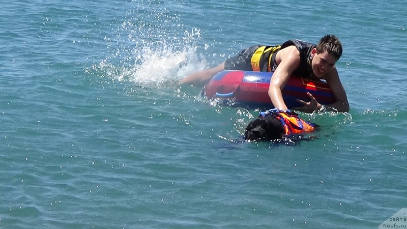 Фото: ньюфаундленд Сент Джонс Оптимус Прайм (Sent Djons Optimus Prime)