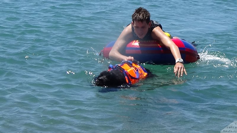 Фото: ньюфаундленд Сент Джонс Оптимус Прайм (Sent Djons Optimus Prime)