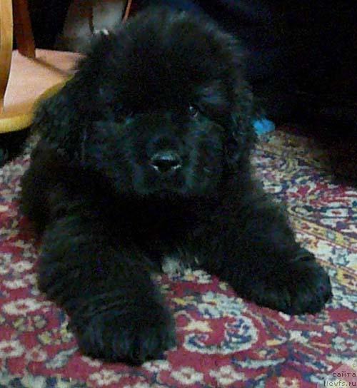 Фотография № 18538