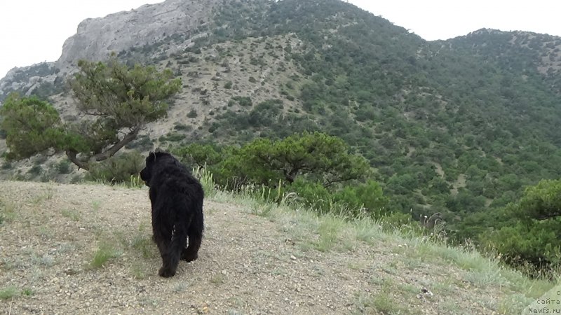 Фото: ньюфаундленд Сент Джонс Оптимус Прайм (Sent Djons Optimus Prime)