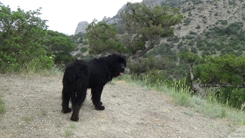 Фото: ньюфаундленд Сент Джонс Оптимус Прайм (Sent Djons Optimus Prime)