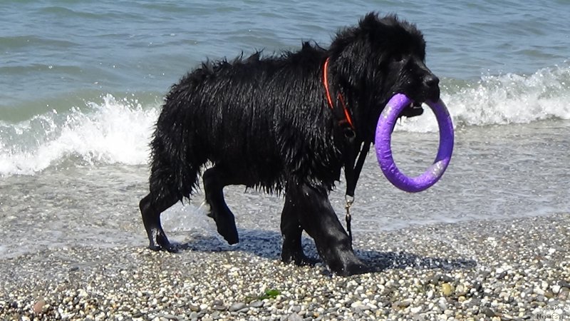 Фото: ньюфаундленд Сент Джонс Оптимус Прайм (Sent Djons Optimus Prime)