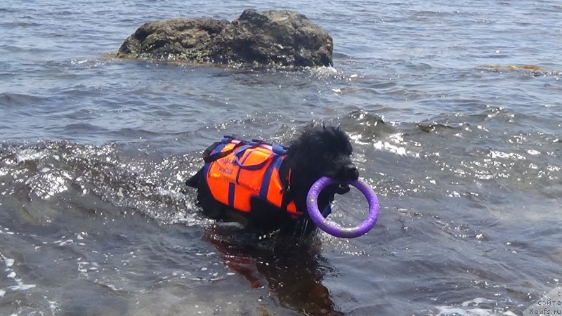 Фото: ньюфаундленд Сент Джонс Оптимус Прайм (Sent Djons Optimus Prime)