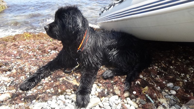 Фото: ньюфаундленд Сент Джонс Оптимус Прайм (Sent Djons Optimus Prime)