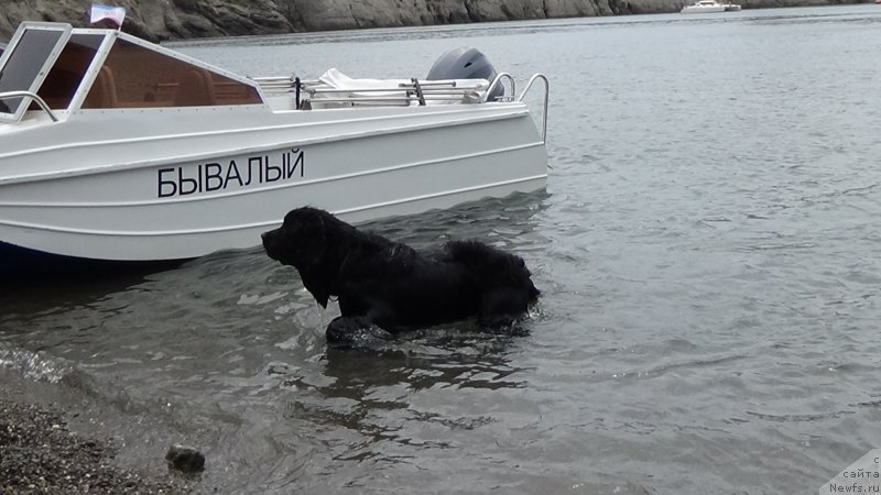 Фото: ньюфаундленд Сент Джонс Оптимус Прайм (Sent Djons Optimus Prime)
