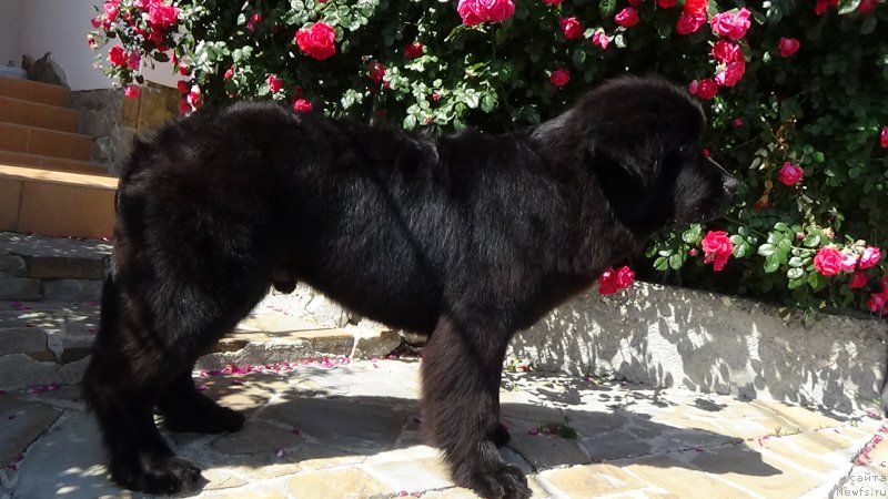 Фото: ньюфаундленд Сент Джонс Оптимус Прайм (Sent Djons Optimus Prime)