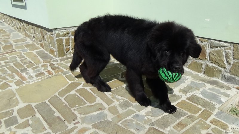 Фото: ньюфаундленд Сент Джонс Оптимус Прайм (Sent Djons Optimus Prime)