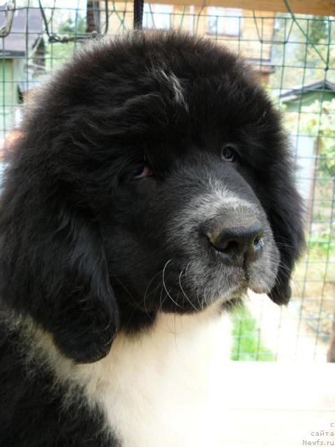 Фото: ньюфаундленд Пчёлкин Дом Буревестник