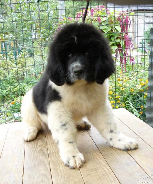 Фото: ньюфаундленд Пчёлкин Дом Буревестник