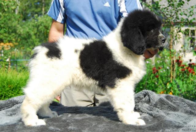 Фото: ньюфаундленд Пчёлкин Дом Буревестник