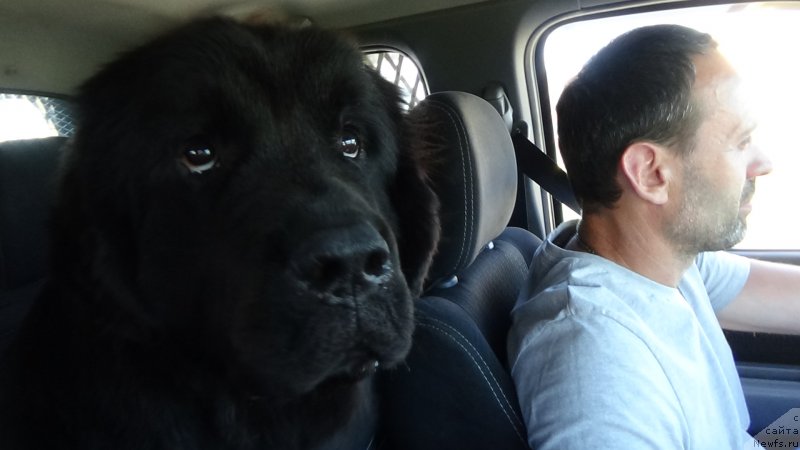 Фото: ньюфаундленд Сент Джонс Оптимус Прайм (Sent Djons Optimus Prime)