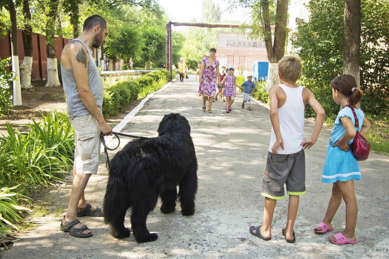 Фото: Андрей Волков, ньюфаундленд Львиное Сердце