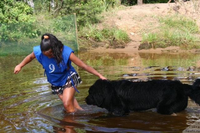 Фото: ньюфаундленд Рокот Волны Варга Кара Аюлар (Rokot Volny Varga Kara Ayular)