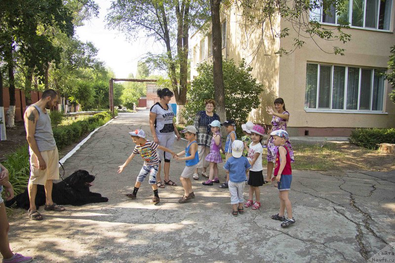 Фото: Андрей Волков, ньюфаундленд Львиное Сердце
