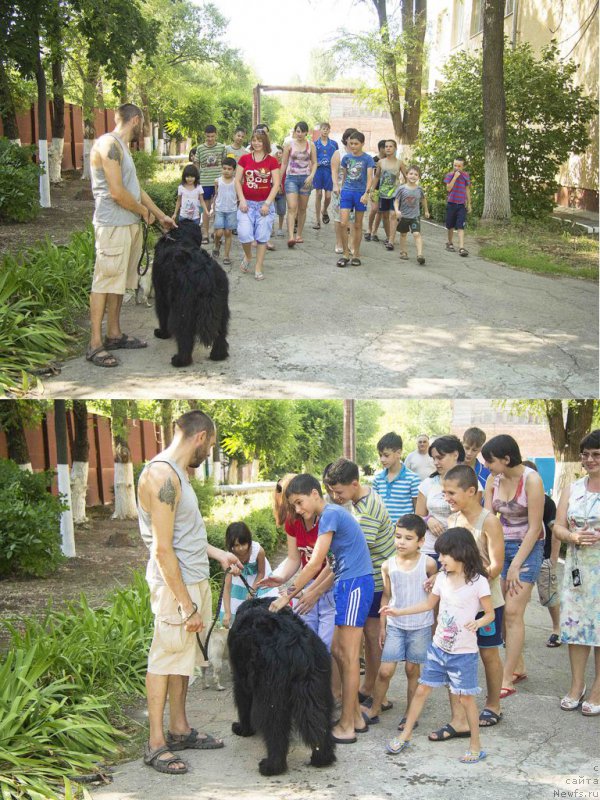 Фото: Андрей Волков, ньюфаундленд Львиное Сердце
