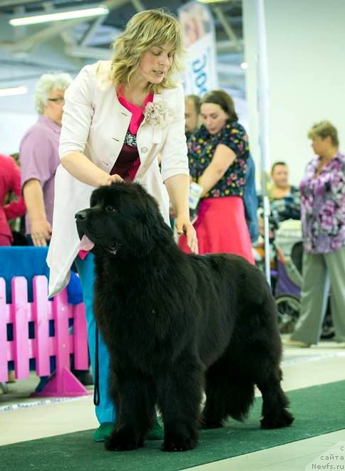 Фото: ньюфаундленд Смигар Тайм Лайн (Smigar Time Line)