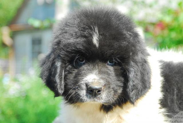 Фото: ньюфаундленд Пчёлкин Дом Буревестник