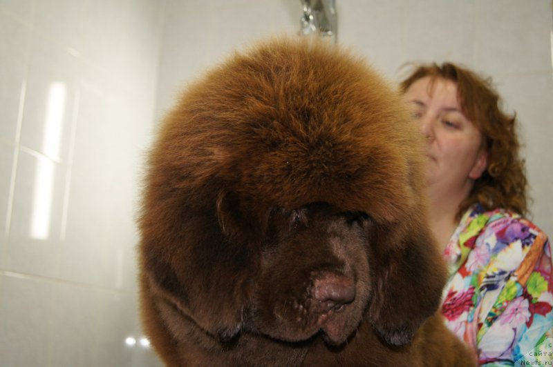 Фото: ньюфаундленд Ети с Берега Дона (Eti s Berega Dona)