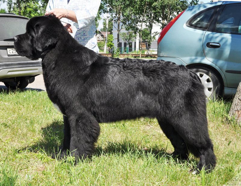 Фото: ньюфаундленд Бегущая по Волнам Чарт Топпер (Beguschaya po Volnam Сhart Topper)