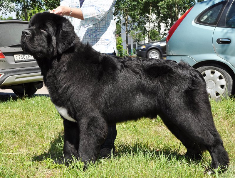 Фото: ньюфаундленд Бегущая по Волнам Чарт Топпер (Beguschaya po Volnam Сhart Topper)